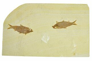 Plate of Two Fossil Fish (Knightia) - Wyoming #295596