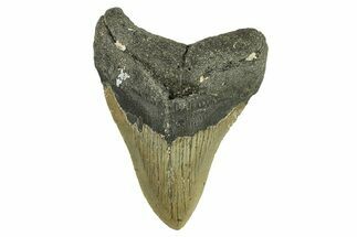 Serrated, Fossil Megalodon Tooth - North Carolina #295360