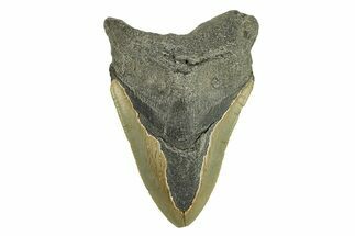 Serrated, Fossil Megalodon Tooth - North Carolina #295366