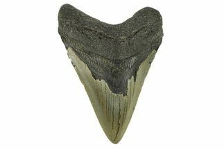 Serrated, Fossil Megalodon Tooth - North Carolina #295370
