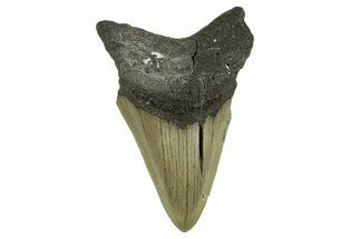 Bargain, Fossil Megalodon Tooth - Serrated Blade #295376