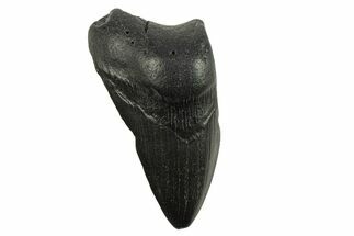 Partial Megalodon Tooth - South Carolina #295380