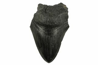 Partial Fossil Megalodon Tooth - South Carolina #295386