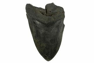 Partial Fossil Megalodon Tooth - South Carolina #295388