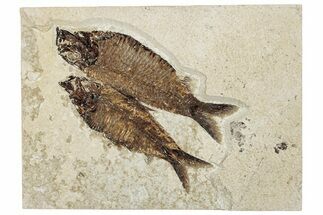 Plate of Two Fossil Fish (Knightia) - Wyoming #295635