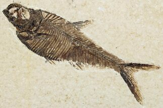 Fossil Fish (Diplomystus) - Wyoming #295640