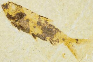 Fossil Fish (Knightia) - Wyoming #295646