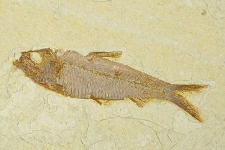 Fossil Fish (Knightia) - Wyoming #295526