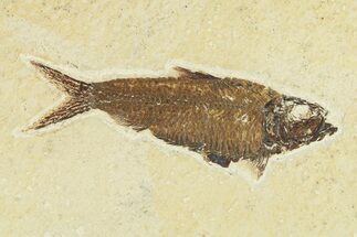 Fossil Fish (Knightia) - Wyoming #295707