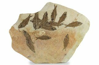 Fossil Fish (Knightia) Mortality Plate - Wyoming #295715