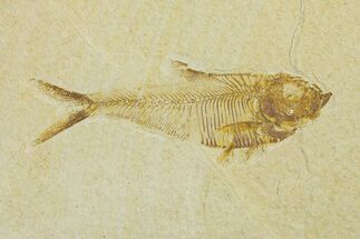 Fossil Fish (Diplomystus) - Wyoming #295685