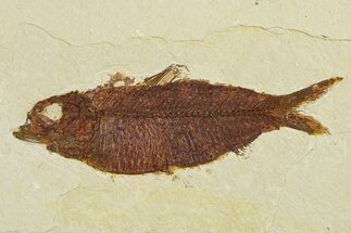 Fossil Fish (Knightia) - Wyoming #295695