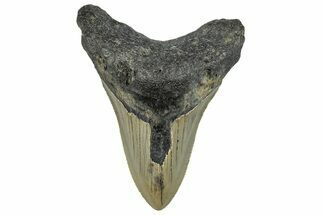 Serrated, Fossil Megalodon Tooth - North Carolina #295158