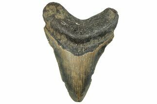 Serrated, Fossil Megalodon Tooth - North Carolina #295164