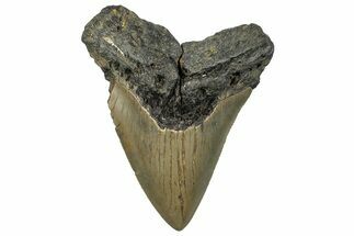 Serrated, Fossil Megalodon Tooth - North Carolina #295249