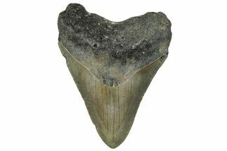 Serrated, Fossil Megalodon Tooth - North Carolina #295255