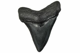 Juvenile Megalodon Tooth - South Carolina #295829