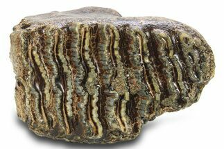 Woolly Mammoth Upper M Molar - Hungary #295871