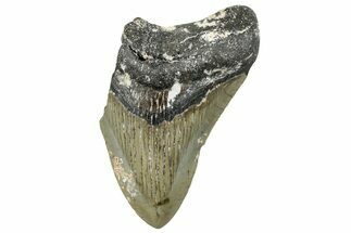 Bargain, Fossil Megalodon Tooth - Serrated Blade #295436