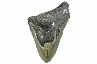 Bargain, Fossil Megalodon Tooth - Serrated Blade #295456