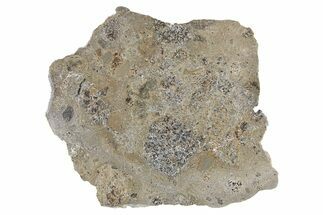 Eucrite Meteorite Slice ( g) - Jikharra #296001
