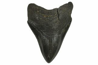 Serrated, Fossil Megalodon Tooth - South Carolina #295913