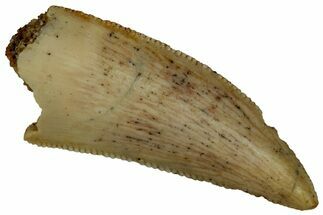 Serrated, Raptor Tooth - Real Dinosaur Tooth #295931