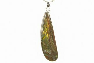 Brilliant Ammolite Pendant (Necklace) - Alberta, Canada #296040