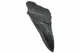 Partial Fossil Megalodon Tooth - South Carolina #296120