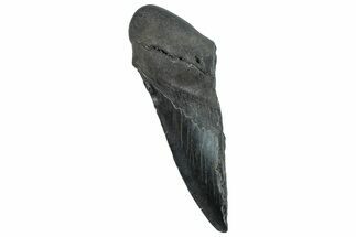 Partial Fossil Megalodon Tooth - South Carolina #296129