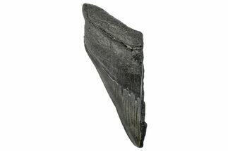 Partial Fossil Megalodon Tooth - South Carolina #296133