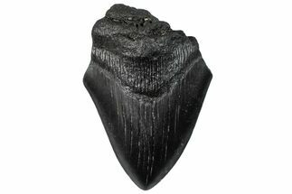 Partial, Fossil Megalodon Tooth - South Carolina #296146