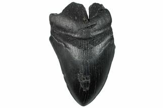 Partial, Fossil Megalodon Tooth - South Carolina #296150