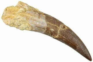 Fossil Plesiosaur (Zarafasaura) Tooth - Morocco #296328