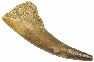 Fossil Plesiosaur (Zarafasaura) Tooth - Morocco #296329