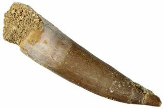 Fossil Plesiosaur (Zarafasaura) Tooth - Morocco #296331