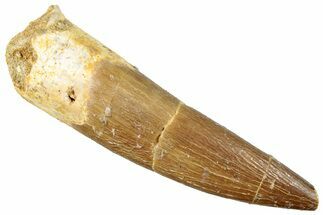 Fossil Plesiosaur (Zarafasaura) Tooth - Morocco #296332