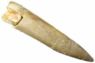 Fossil Plesiosaur (Zarafasaura) Tooth - Morocco #296333