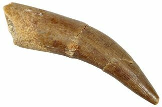 Fossil Plesiosaur (Zarafasaura) Tooth - Morocco #296339