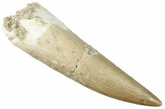 Fossil Plesiosaur (Zarafasaura) Tooth - Morocco #296353