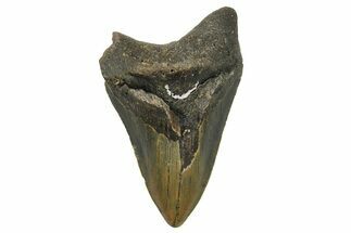 Bargain, Fossil Megalodon Tooth - Serrated Blade #296433