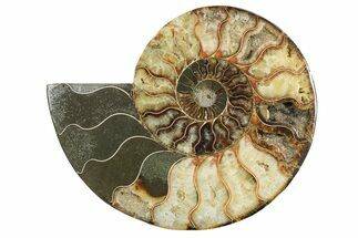 Cut & Polished Ammonite Fossil (Half) - Madagascar #296403