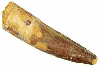 Fossil Spinosaurus Tooth - Real Dinosaur Tooth #296496