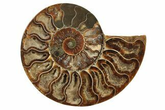 Cut & Polished Ammonite Fossil (Half) - Madagascar #296448