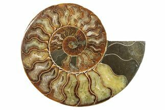 Cut & Polished Ammonite Fossil (Half) - Madagascar #296458