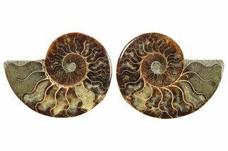 Cut & Polished, Crystal-Filled Ammonite Fossil - Madagascar #296462