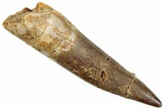 Fossil Plesiosaur (Zarafasaura) Tooth - Morocco #296369