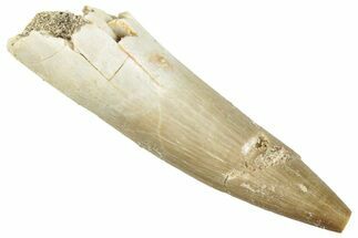 Fossil Plesiosaur (Zarafasaura) Tooth - Morocco #296370