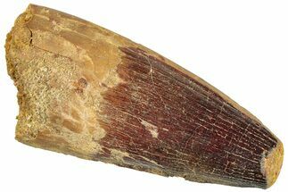 Fossil Spinosaurus Tooth - Robust Tooth #296545