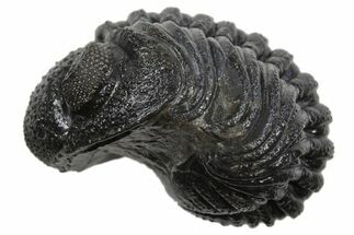 Long Partially Enrolled Morocops Trilobite - Morocco #296626